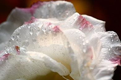 动画《来自深渊》公布开发中改编休闲手机游戏《无可救药的不可思议之旅》